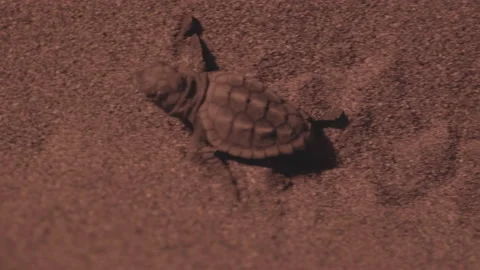 A loggerhead sea turtle hatchling scrambles across a beach Stock Footage 232306708