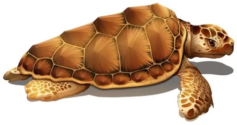 A loggerhead sea turtle Stock Illustration