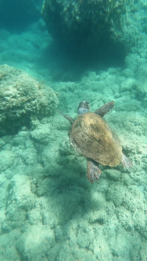 Loggerhead Sea Turtle In Katsonas Beach | Kefalonia Island, Greece Stock Footage 329355161