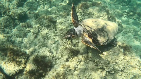 Loggerhead Sea Turtle In Katsonas Beach | Kefalonia Island, Greece Stock Footage 330103379