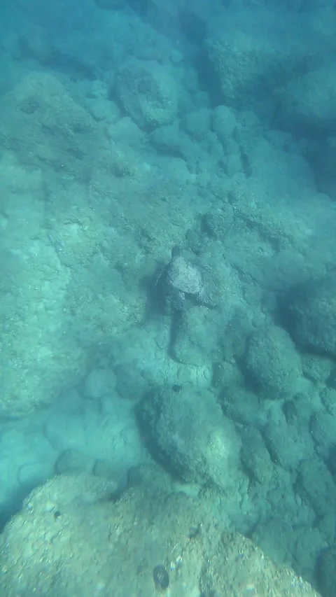 Loggerhead Sea Turtle In Koutala Beach | Kefalonia Island, Greece Video stock 329304076