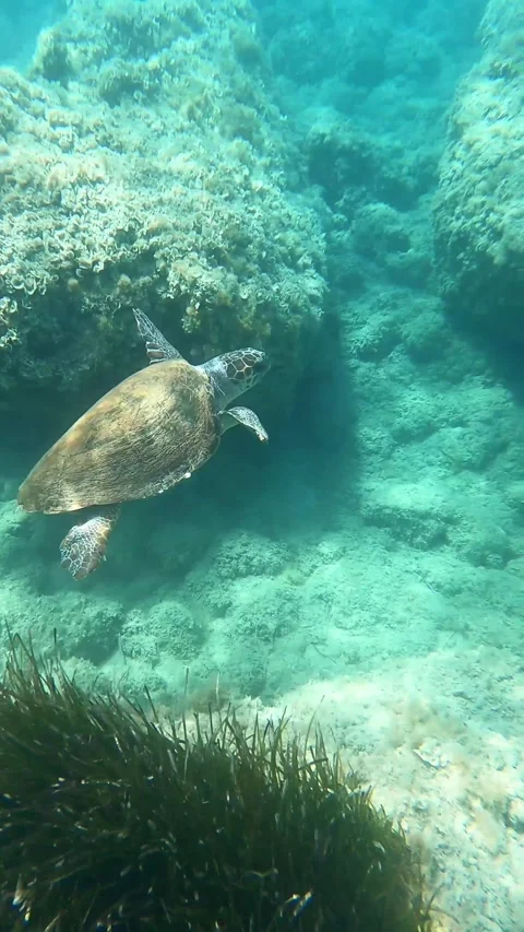 Loggerhead Sea Turtle In Lagadakia Beach | Kefalonia Island, Greece Stock Footage 329355156