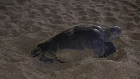 Loggerhead sea turtle lays eggs at night on the beach Video stock 327157717