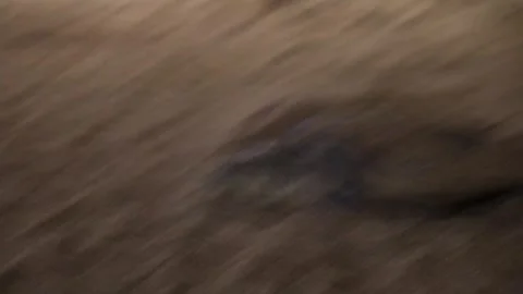 Loggerhead sea turtle lays eggs at night on the beach Video stock 327157937