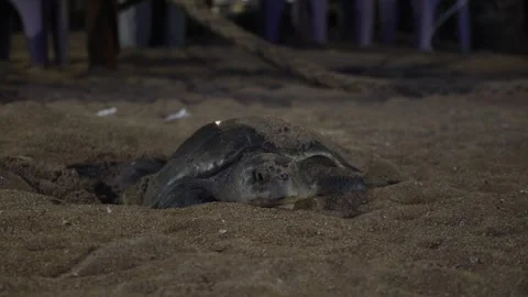 Loggerhead sea turtle lays eggs at night on the beach Video stock 327158106