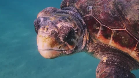 A loggerhead sea turtle looks into the camera Stock Footage 238837764