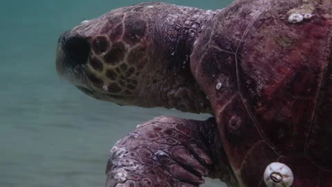 Loggerhead sea turtle in the Mediterranean Sea Stock Footage 238771000