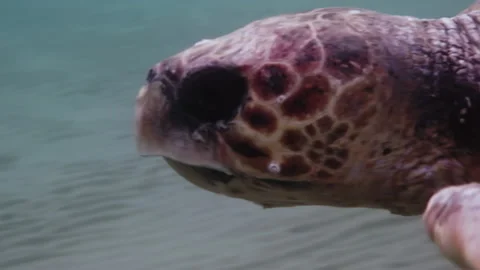 Loggerhead sea turtle in the Mediterranean Sea Stock Footage 238771126