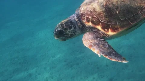 A loggerhead sea turtle in the Mediterranean Sea Stock Footage 238837762