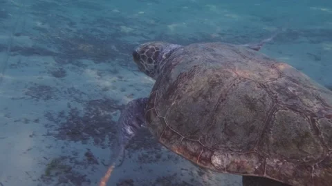 Loggerhead sea turtle in the Mediterranean Sea Stock Footage 238837885