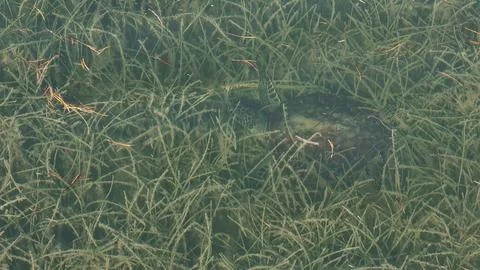Loggerhead Sea Turtle Miami FL 2025 Aerial Stock Photos