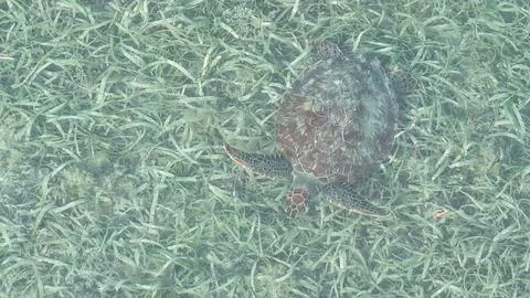 Loggerhead Sea Turtle Miami Florida 2025 Drone Photo Stock Photos