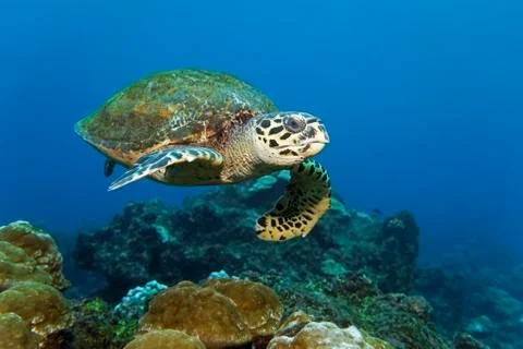 Loggerhead sea turtle or loggerhead Caretta caretta swimming over reef Cocos Foto stock