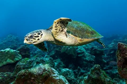 Loggerhead sea turtle or loggerhead Caretta caretta swimming over reef Cocos Foto stock