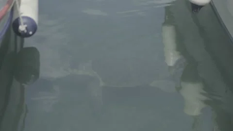 A loggerhead sea turtle passes underneath the hulls of two boats Stock Footage 238771439