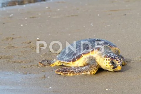 Loggerhead sea turtle Stock Photos