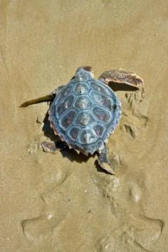 Loggerhead sea turtle Stock Photos