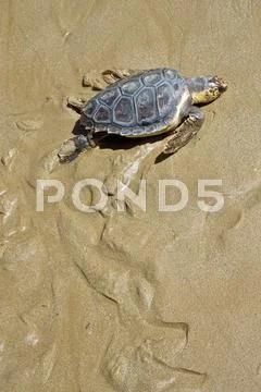 Loggerhead sea turtle Stock Photos