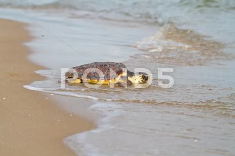 Loggerhead sea turtle Stock Photos