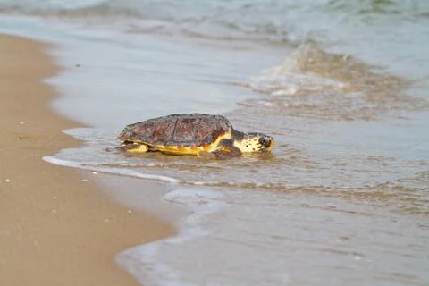 Loggerhead sea turtle Stock Photos