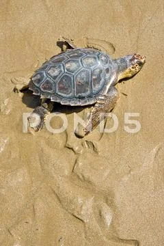 Loggerhead sea turtle Stock Photos