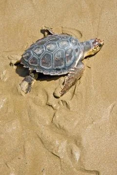 Loggerhead sea turtle Stock Photos