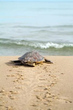 Loggerhead sea turtle Stock Photos