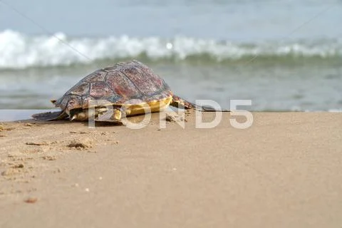 Loggerhead sea turtle Stock Photos