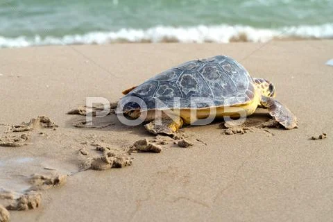 Loggerhead sea turtle Stock Photos