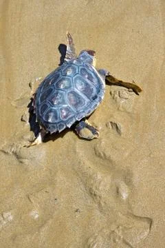 Loggerhead sea turtle Stock Photos