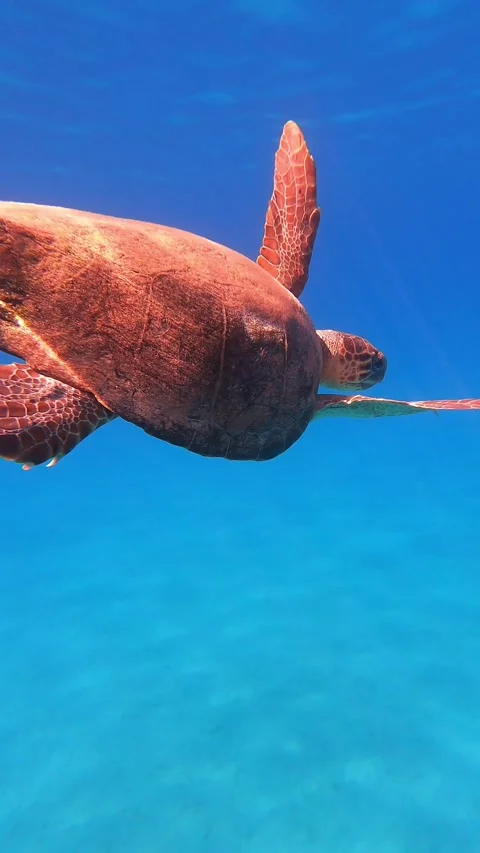 Loggerhead Sea Turtle In Porto Skala Beach | Kefalonia Island, Greece Video stock 329108016