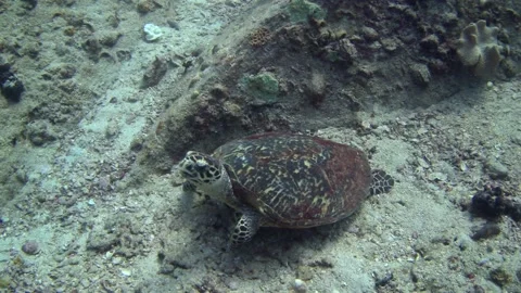 The loggerhead sea turtle relaxing on seabed Stock Footage 154235273
