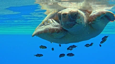 Loggerhead Sea Turtle Resting at Calm Surface with Pilot Fish Stock Footage 332658114