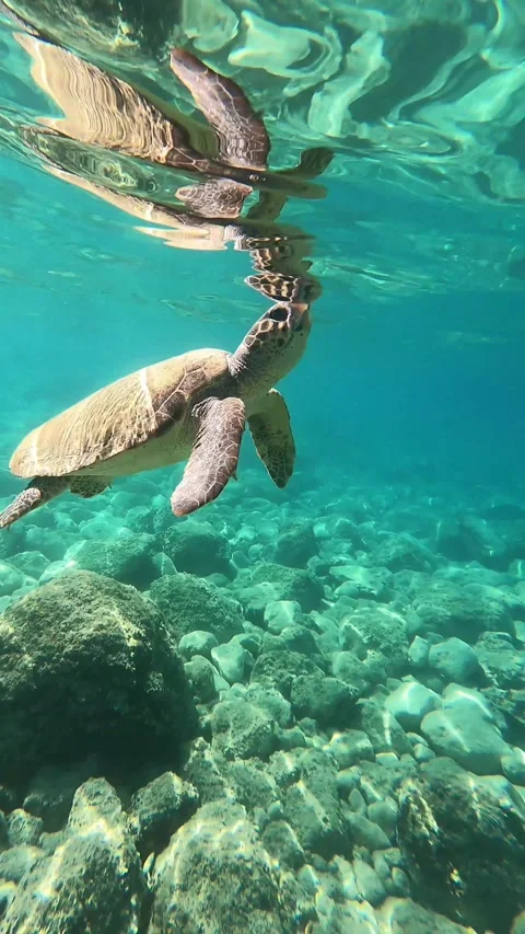 Loggerhead Sea Turtle Rising to Breathe in Kefalonia Greece Stock Footage 337508142