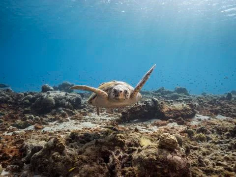 Loggerhead Sea Turtle in shallow water of coral reef in Caribbean Sea Stock Photos