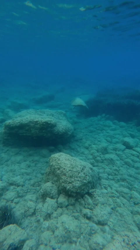 Loggerhead Sea Turtle Spotted in Ai Helis Beach Waters Kefalonia Greece Video stock 342305310