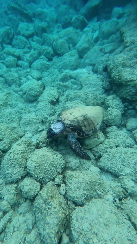 Loggerhead Sea Turtle Spotted in Ai Helis Beach Waters Kefalonia Greece Video stock 342344322