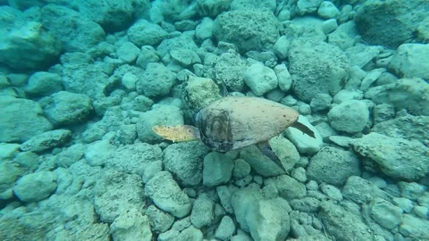 Loggerhead Sea Turtle Spotted in Ai Helis Beach Waters Kefalonia Greece Video stock 342344470