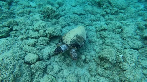 Loggerhead Sea Turtle Spotted in Ai Helis Beach Waters Kefalonia Greece Video stock 342346870
