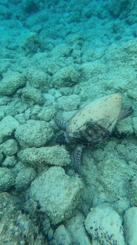 Loggerhead Sea Turtle Spotted in Ai Helis Beach Waters Kefalonia Greece Video stock 342371893