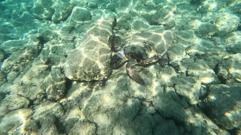 Loggerhead Sea Turtle Spotted in Avythos Beach Waters Kefalonia Greece Video stock 341986493