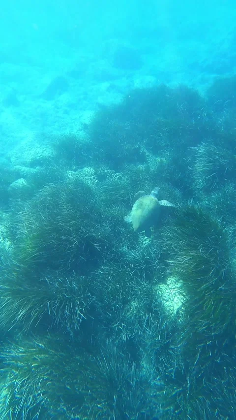 Loggerhead Sea Turtle Spotted at Emplisi Beach Kefalonia Greece Stock Footage 339755196