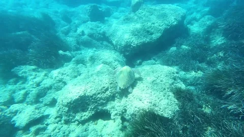 Loggerhead Sea Turtle Spotted at Emplisi Beach Kefalonia Greece Stock Footage 339755398