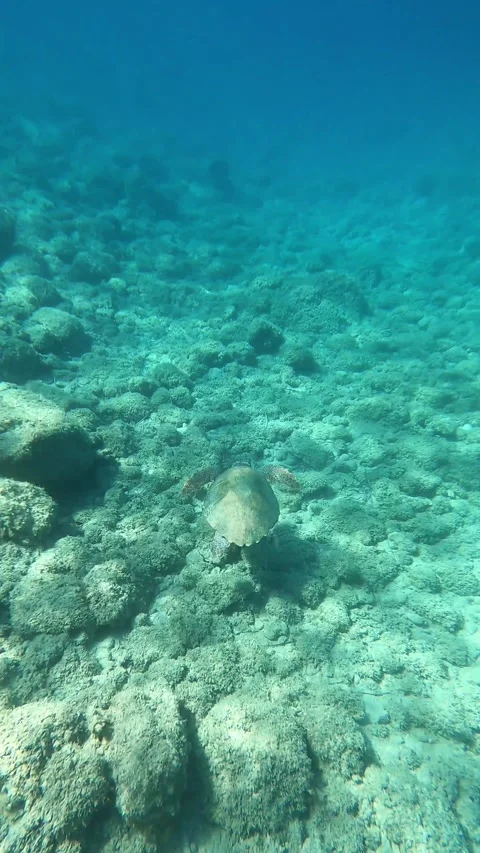 Loggerhead Sea Turtle Spotted at Emplisi Beach Kefalonia Greece Stock Footage 339755413