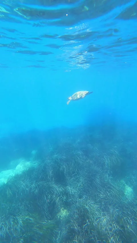 Loggerhead Sea Turtle Spotted at Emplisi Beach Kefalonia Greece Stock Footage 339755527