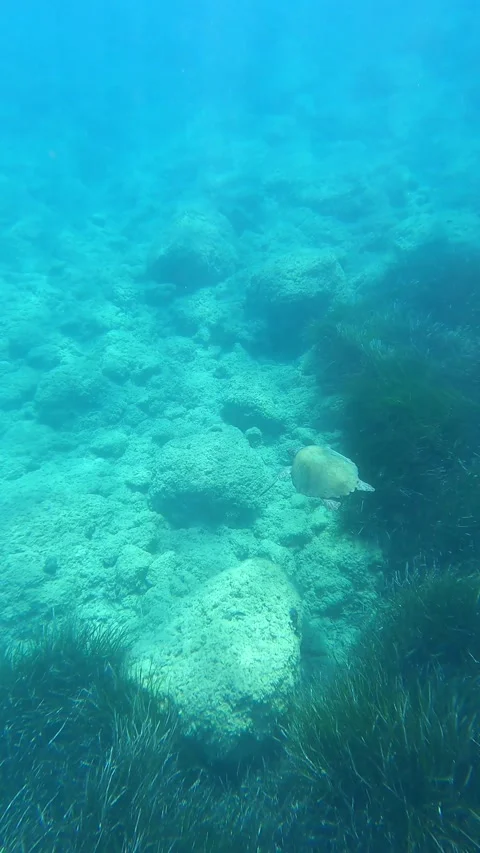 Loggerhead Sea Turtle Spotted at Emplisi Beach Kefalonia Greece Stock Footage 339755528