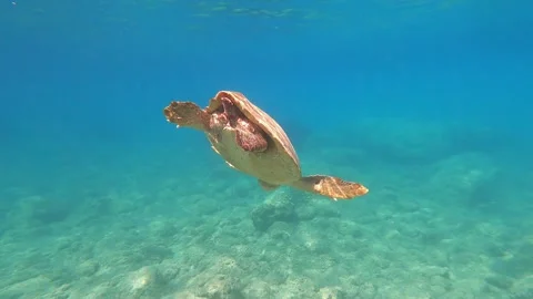 Loggerhead Sea Turtle Spotted in Fteri Beach Waters Kefalonia Greece Vídeo Stock 343694557