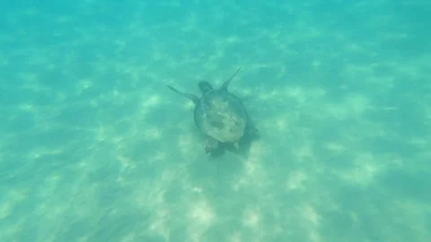 Loggerhead Sea Turtle Spotted in Fteri Beach Waters Kefalonia Greece Vídeo Stock 343694723