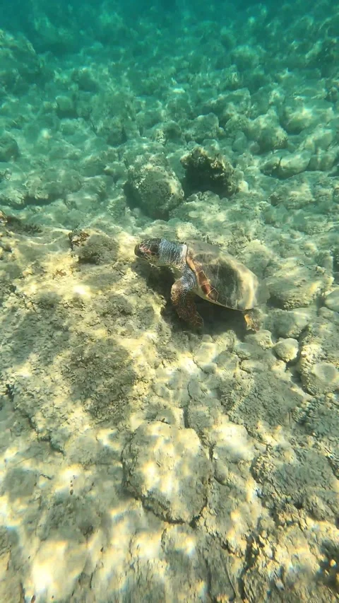 Loggerhead Sea Turtle Spotted in Fteri Beach Waters Kefalonia Greece Vídeo Stock 343694737
