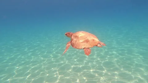Loggerhead Sea Turtle Spotted in Fteri Beach Waters Kefalonia Greece Vídeo Stock 343702861